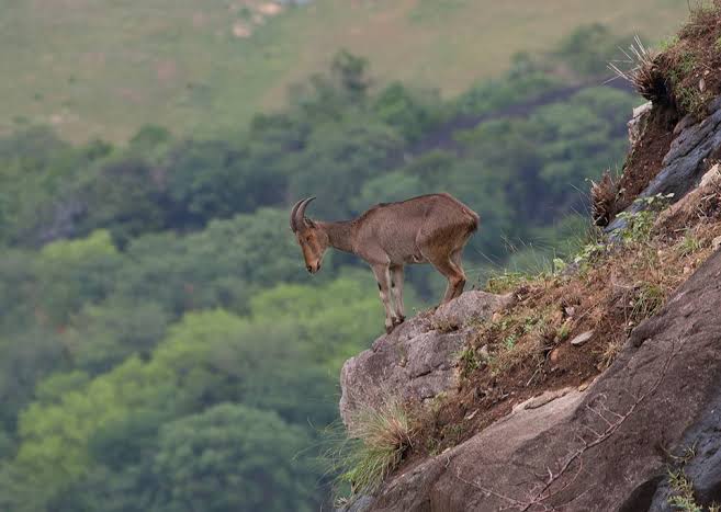 Goat on Cliff