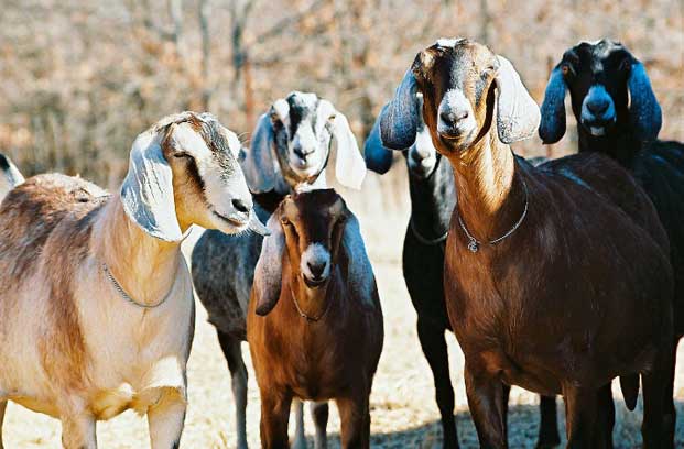 6 Nubian Goats looking at the camera