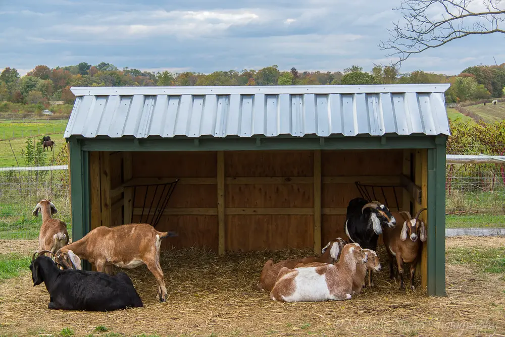 goat shelter with goats