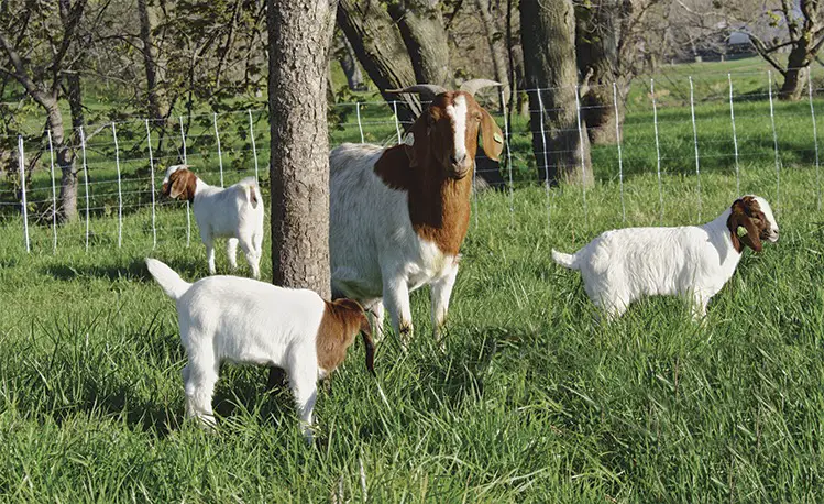 4 Boer Goats. Get the supplies you need to care for them.