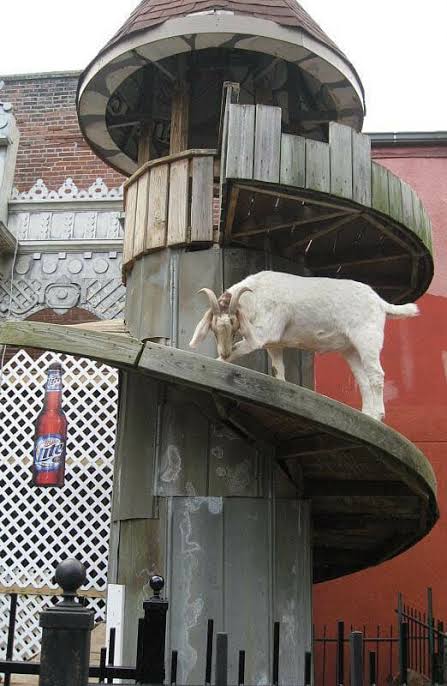 Wooden goat climbing tower with spiral ramp