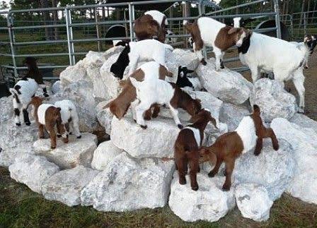 Goats climbing on pile of large rocks.  They trim their hooves on the rough surfaces.