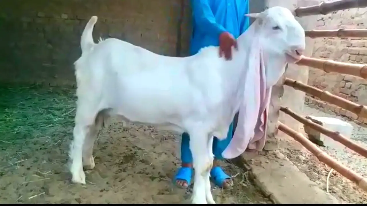 white gulabi goat kid