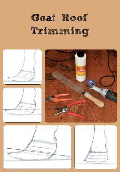 Cover of Hoof Trimming Book