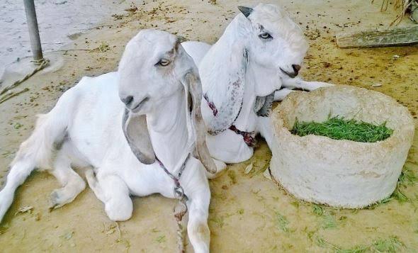 Raising Jamunapari Goats