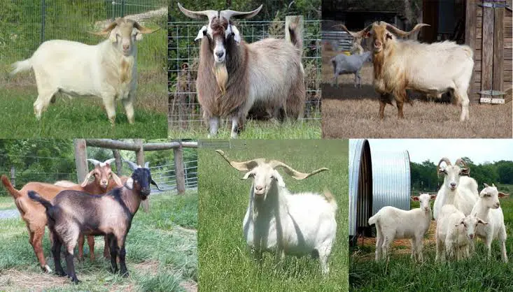 Kiko Goats for Sale in Maryland