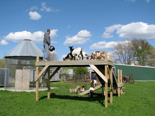 goat playground in barnyard