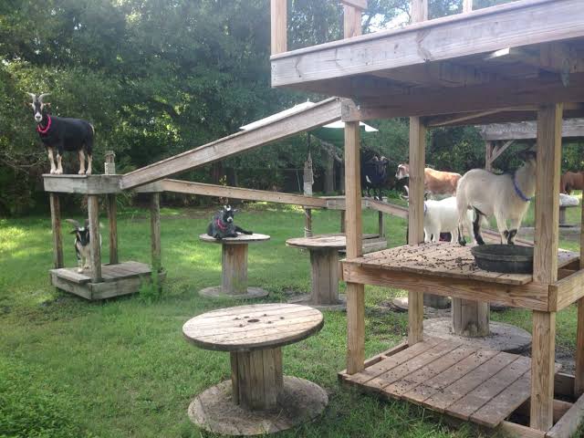 Goat Playground
