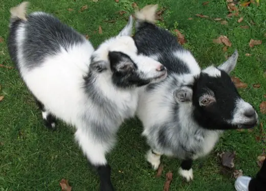 2 pet pygmy goats