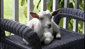 Pygmy goat pet