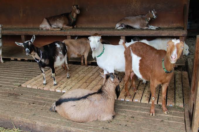 Goats sleeping in a pen