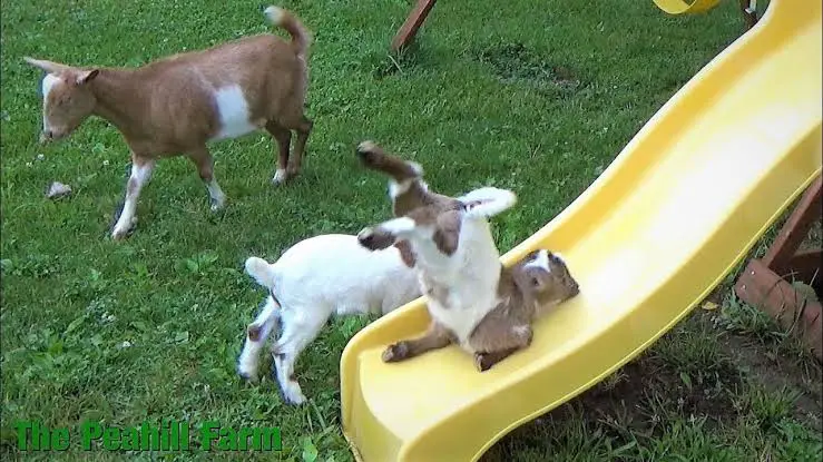 goat tumbling down a yellow plastic slide