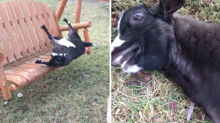goat playing on porch swing