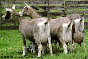Three Toggenburg Goats