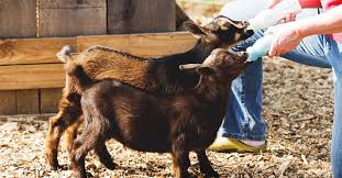 Goat Care for Beginners