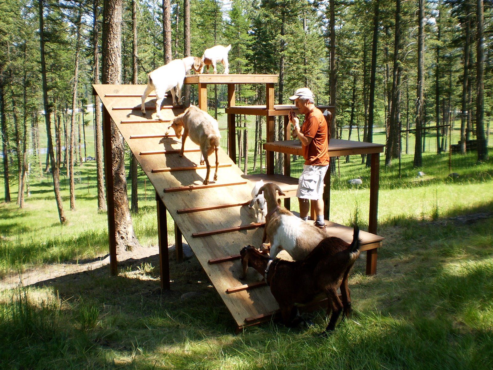 goats climbing ramp of playground in woods