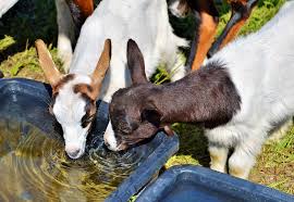 goats drinking from pail