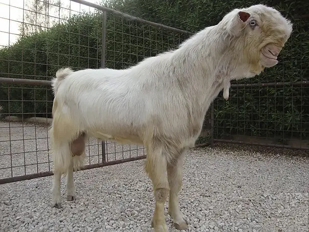 white haired damascus goat