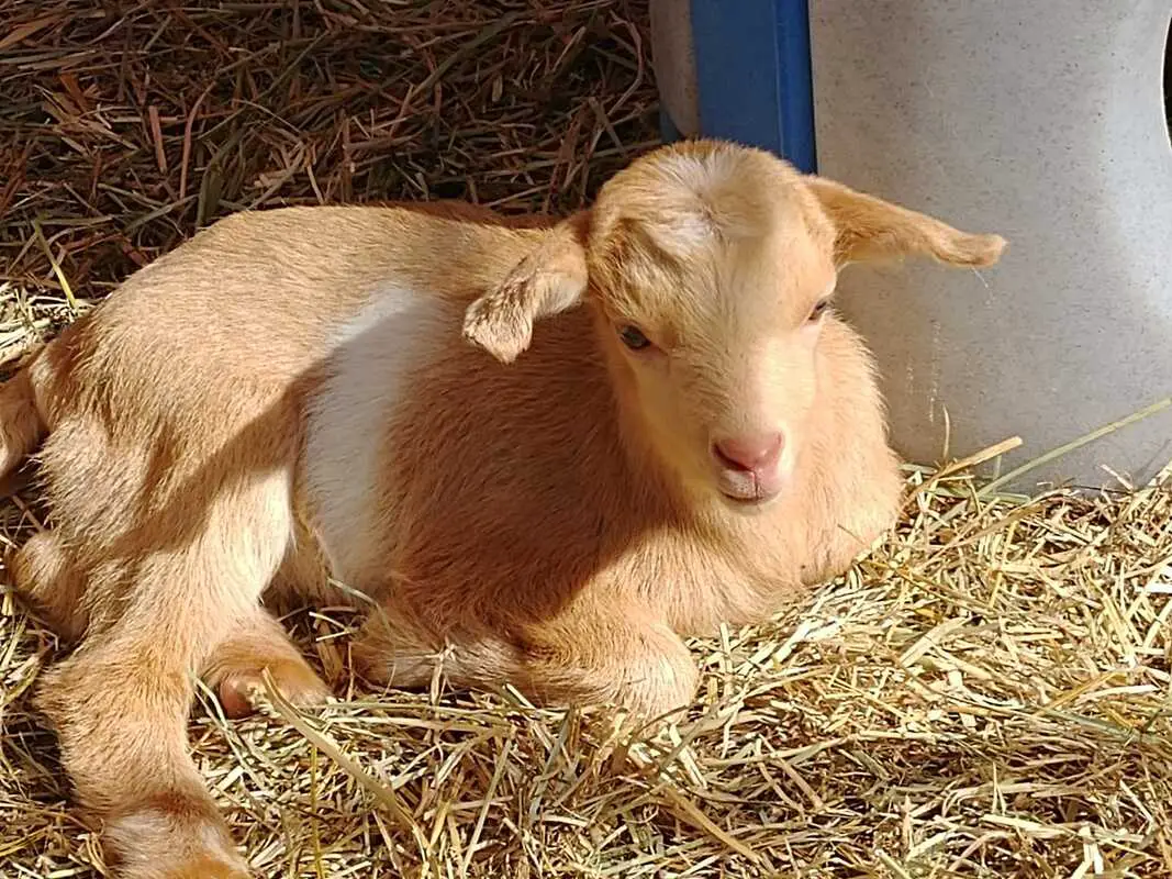 Fainting goat resting on hay