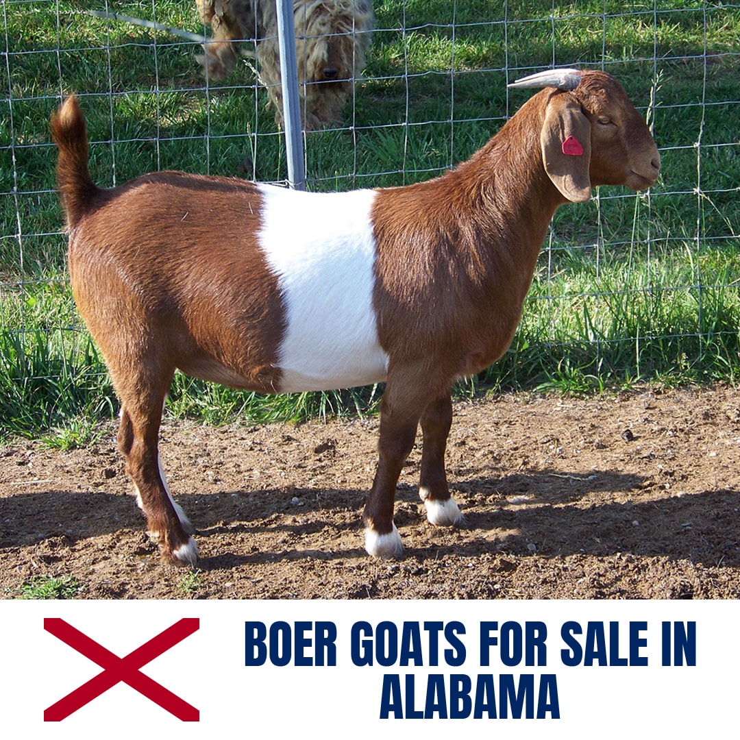 Boer Goats for Sale in Alabama: Current Directory of Boer Goat Breeders in Alabama