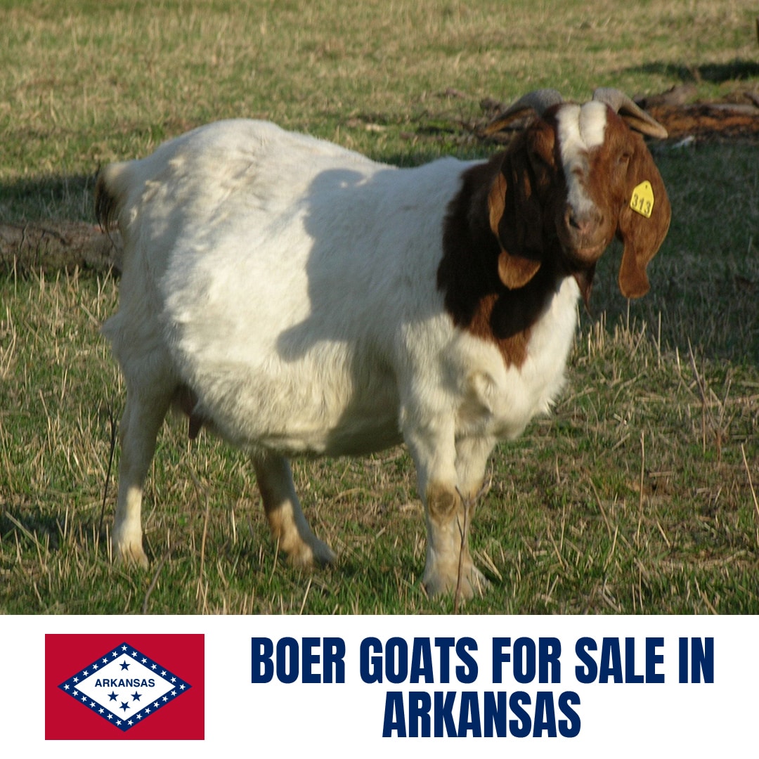 Boer Goats for Sale in Arkansas: Current Directory of Boer Goat Breeders in Arkansas