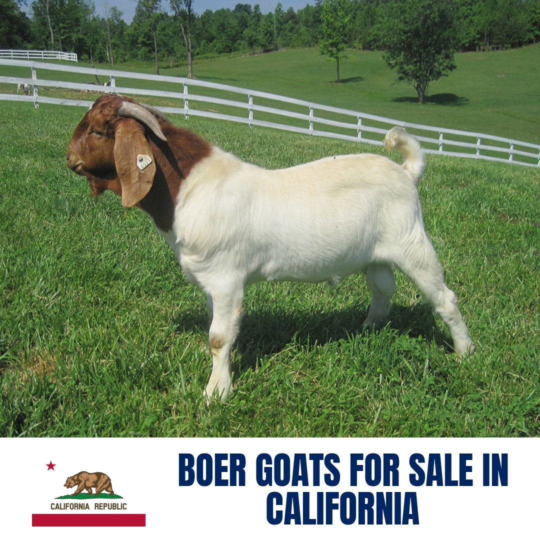Boer Goats for Sale in California: Current Directory of Boer Goat Breeders in California