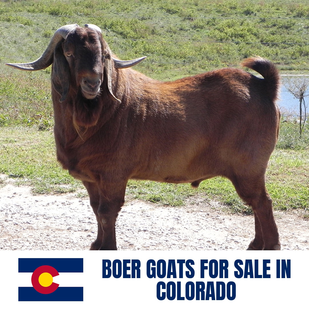 Boer Goats for Sale in Colorado: Current Directory of Boer Goat Breeders in Colorado