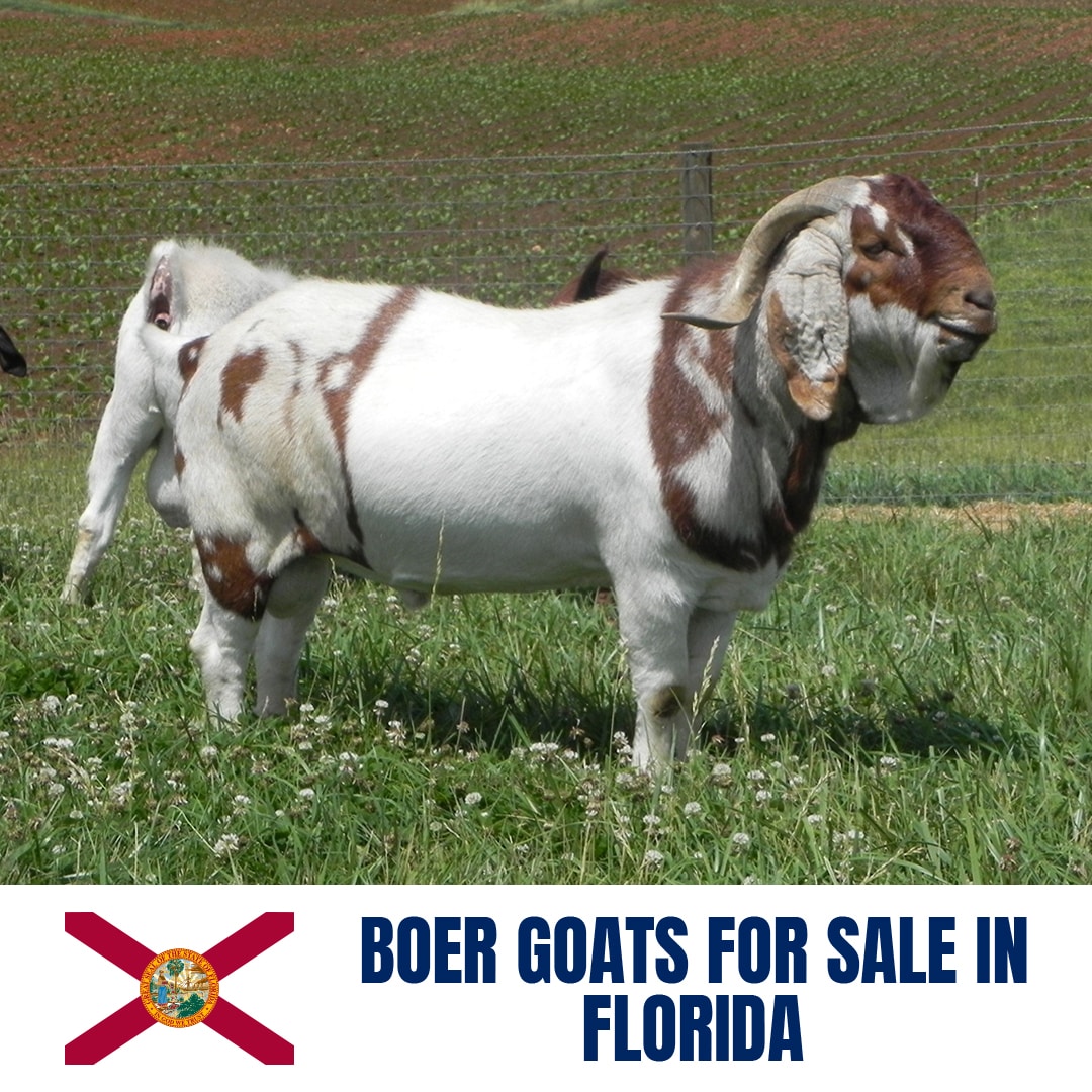 Boer Goats for Sale in Florida: Current Directory of Boer Goat Breeders in Florida