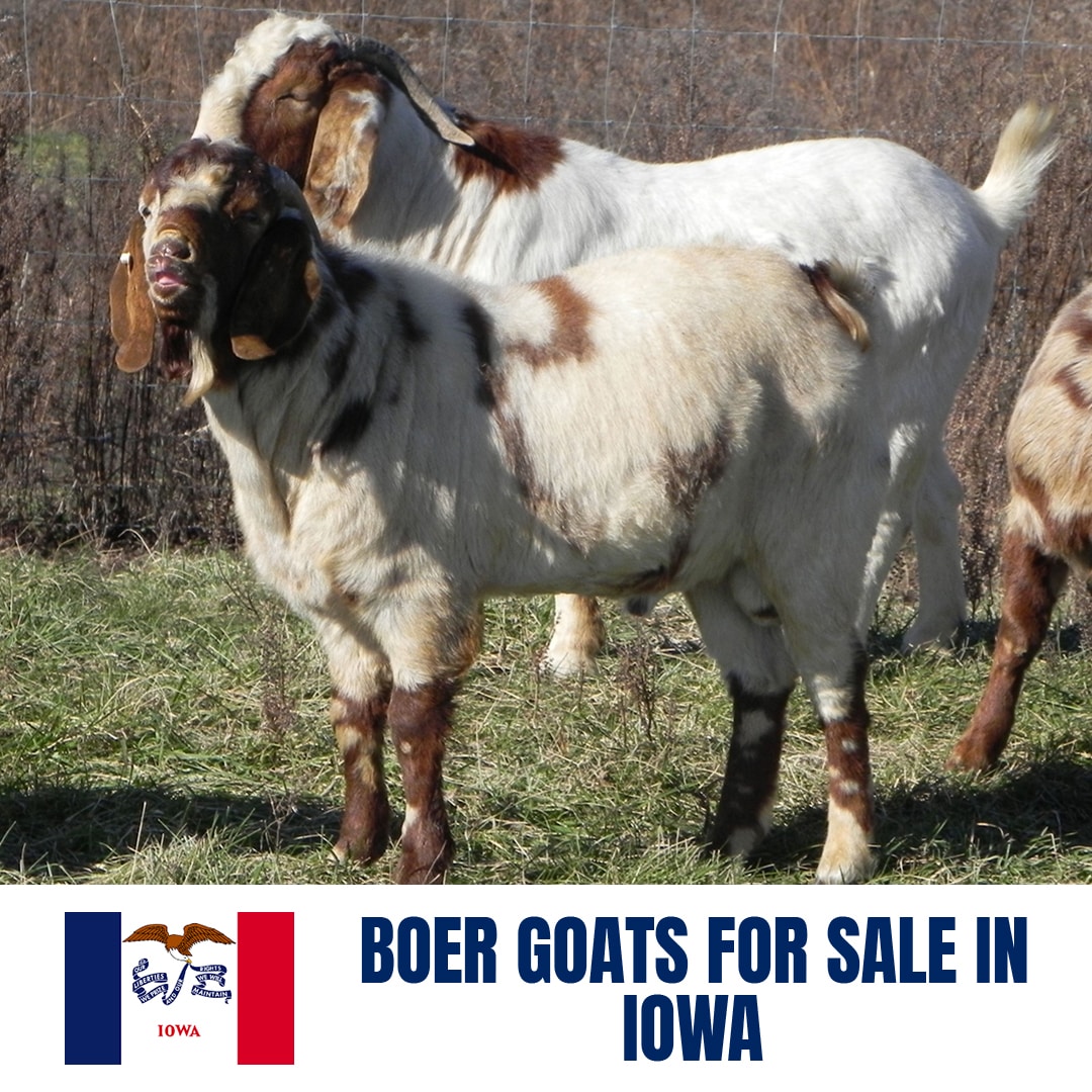 Boer Goats for Sale in Iowa: Current Directory of Boer Goat Breeders in Iowa