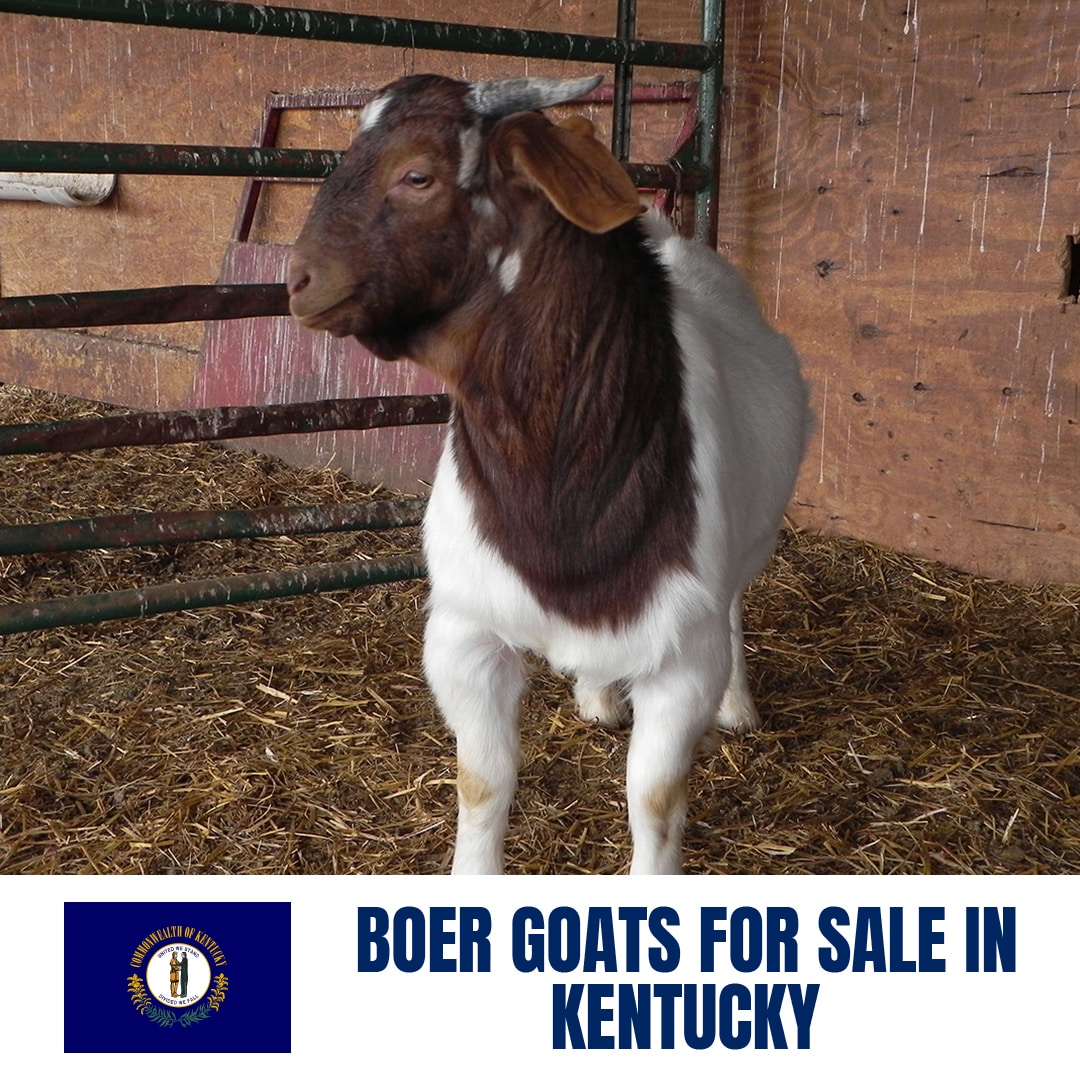 Boer Goats for Sale in Kentucky: Current Directory of Boer Goat Breeders in Kentucky