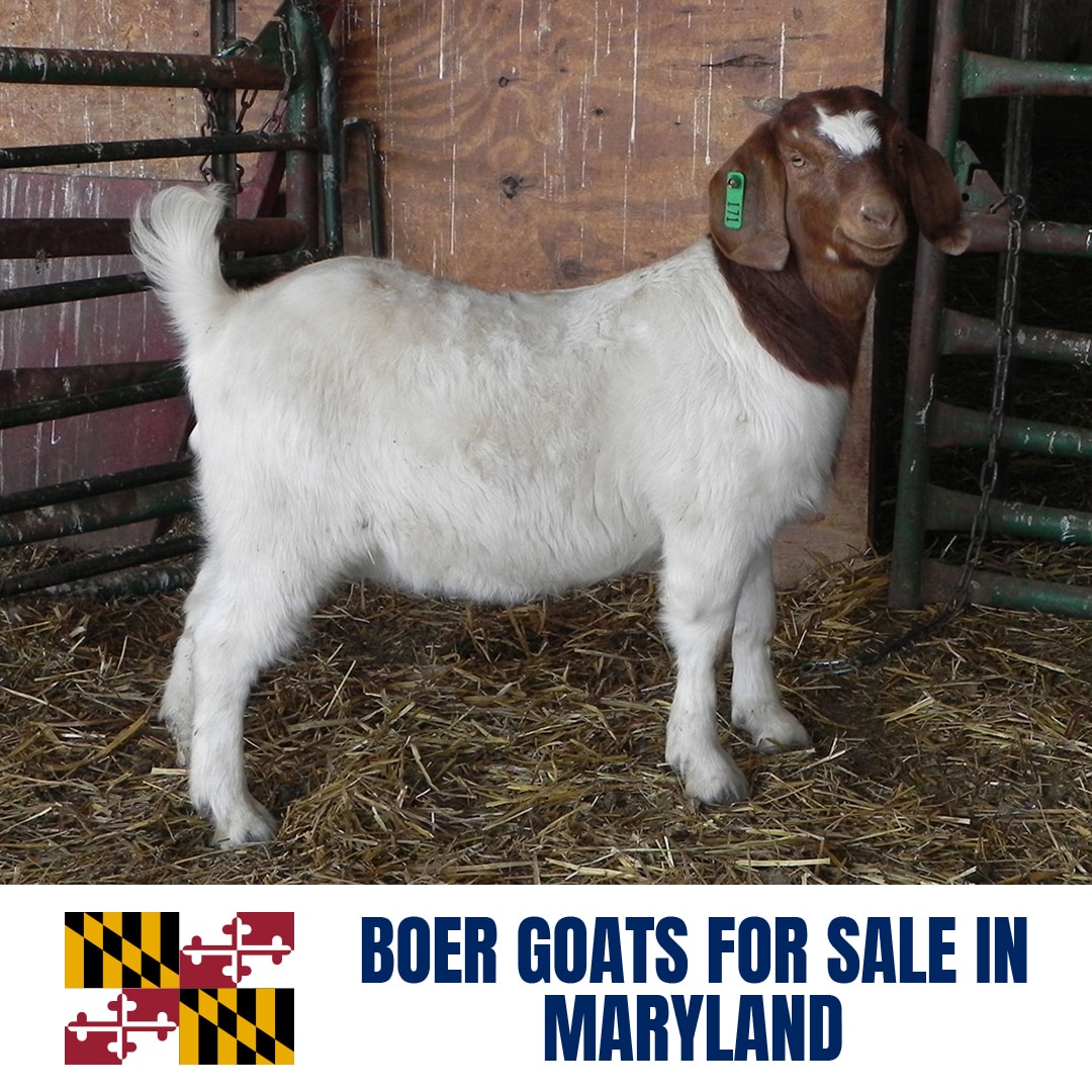 Boer Goats for Sale in Maryland: Current Directory of Boer Goat Breeders in Maryland