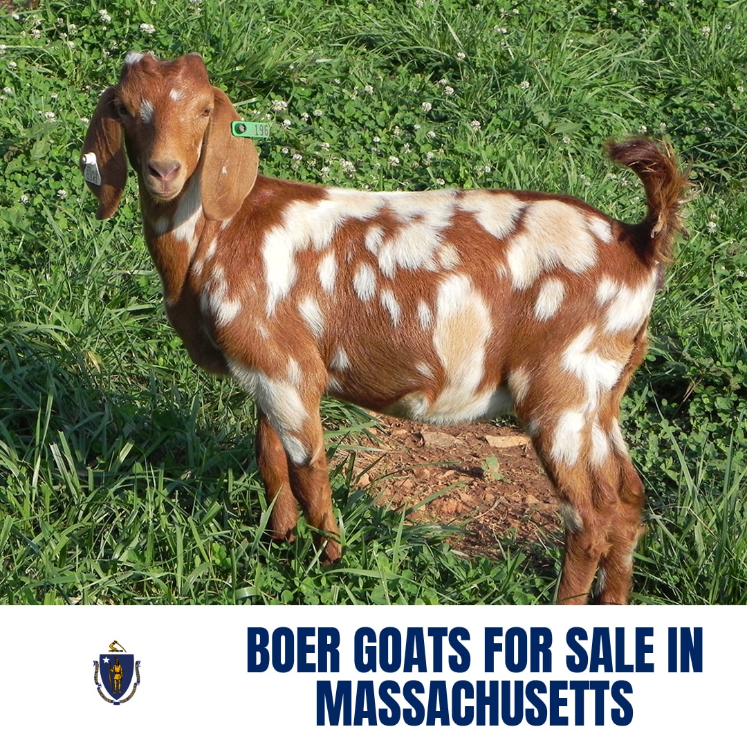 Boer Goats for Sale in Massachusetts: Current Directory of Boer Goat Breeders in Massachusetts