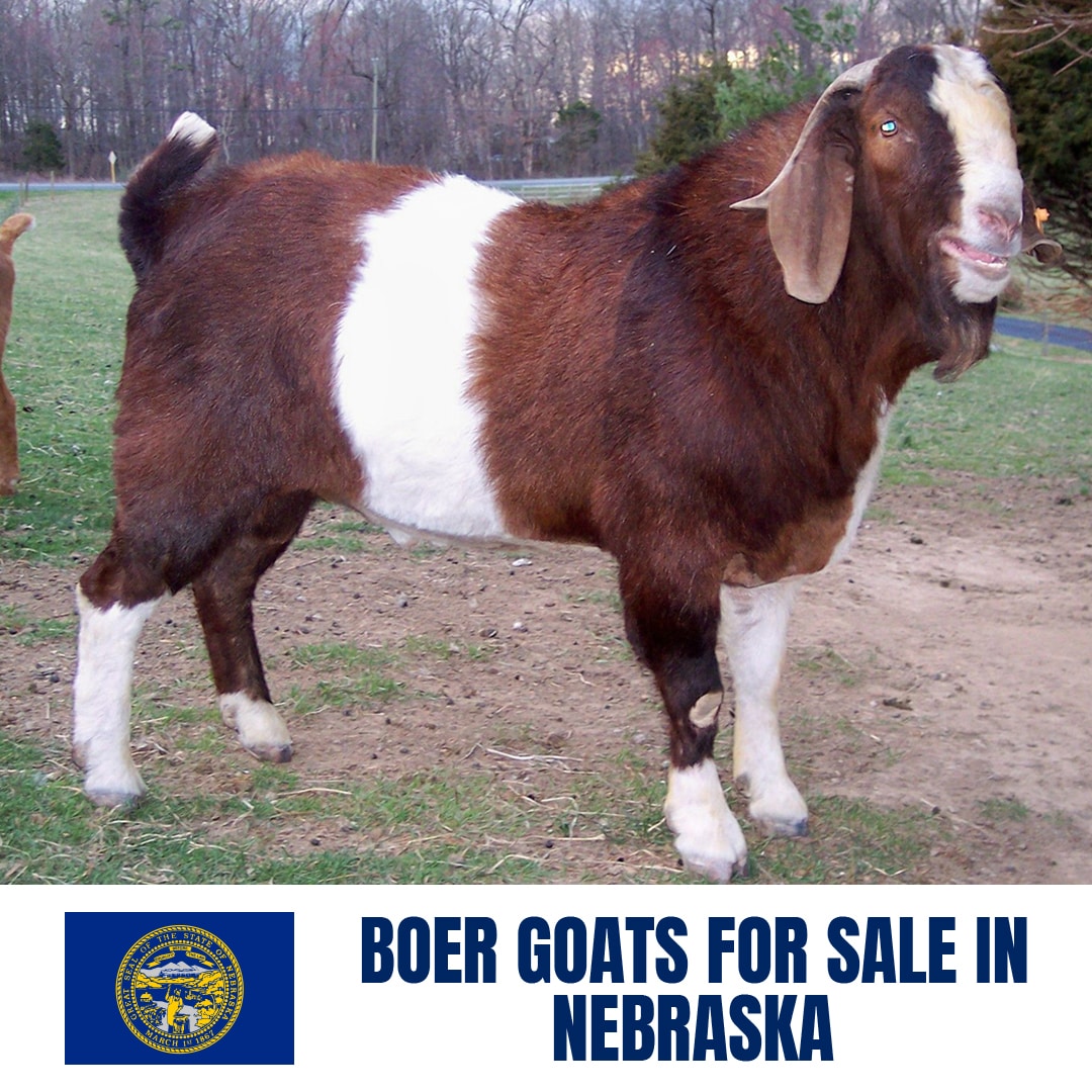 Boer Goats for Sale in Nebraska: Current Directory of Boer Goat Breeders in Nebraska