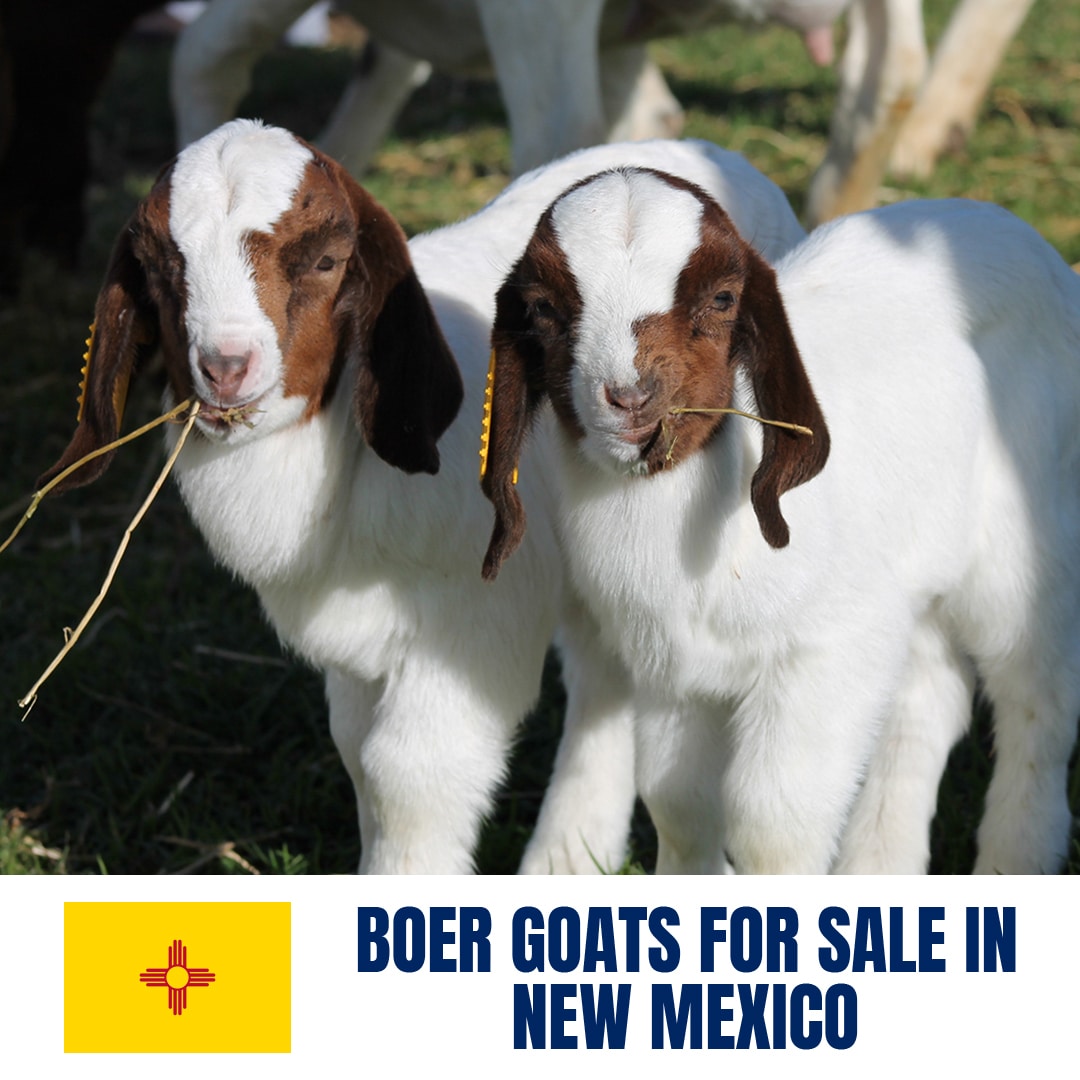 Boer Goats for Sale in New Mexico: Current Directory of Boer Goat Breeders in New Mexico