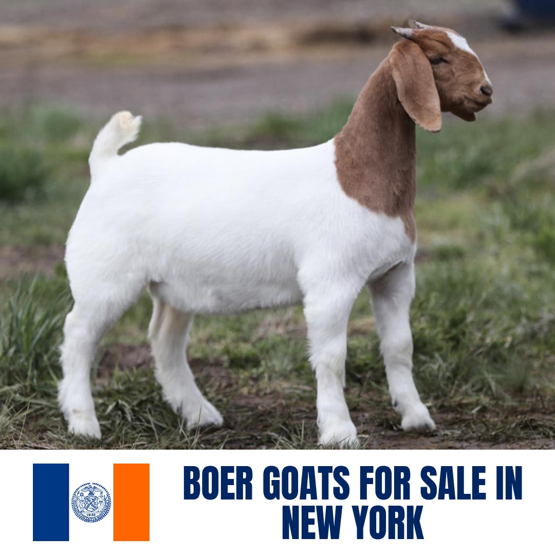 Boer Goats for Sale in New York: Current Directory of Boer Goat Breeders in New York