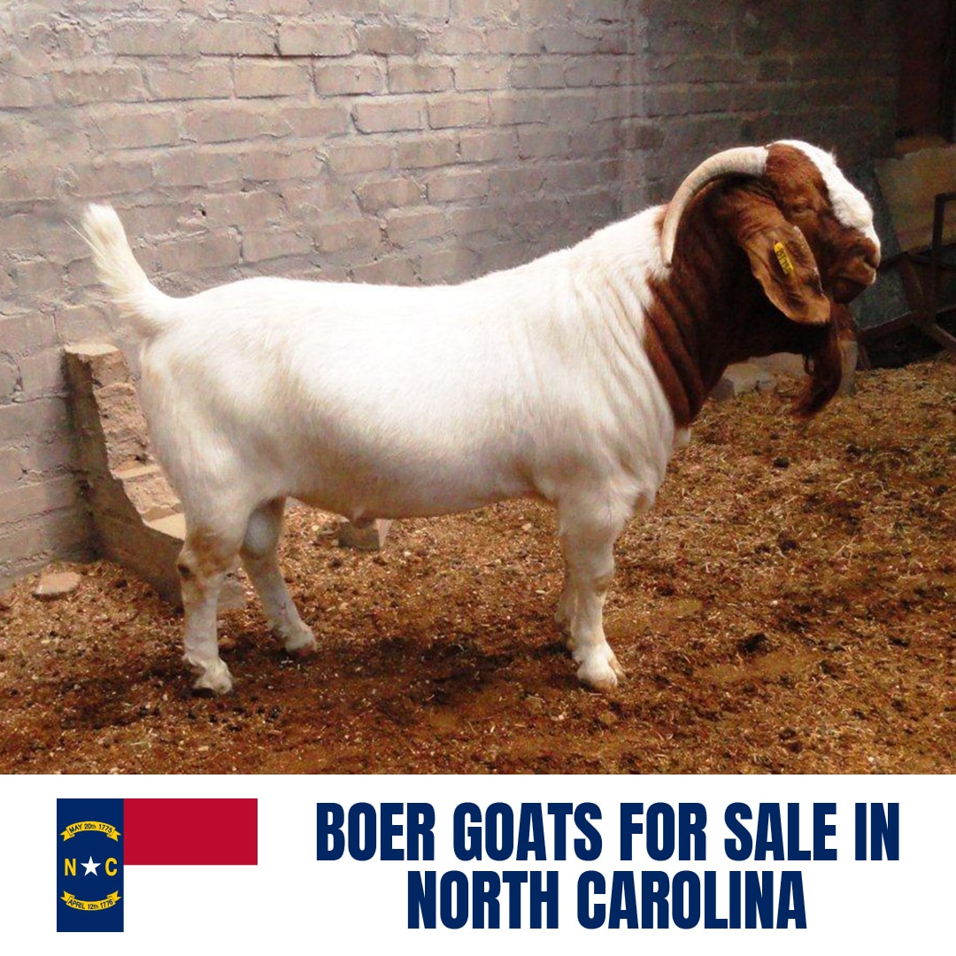 Boer Goats for Sale in North Carolina: Current Directory of Boer Goat Breeders in North Carolina