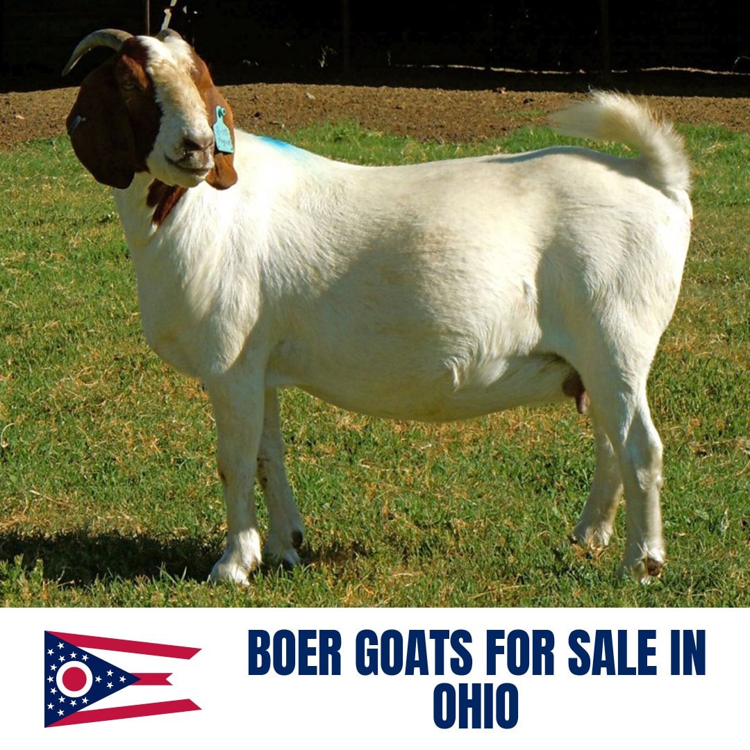 Boer Goats for Sale in Ohio: Current Directory of Boer Goat Breeders in Ohio