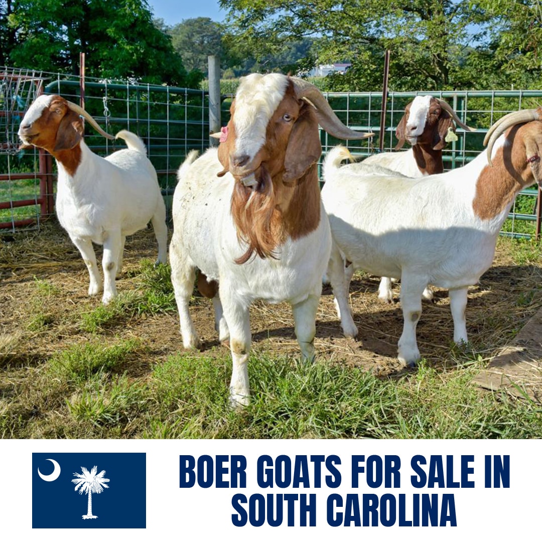 Boer Goats for Sale in South Carolina: Current Directory of Boer Goat Breeders in South Carolina