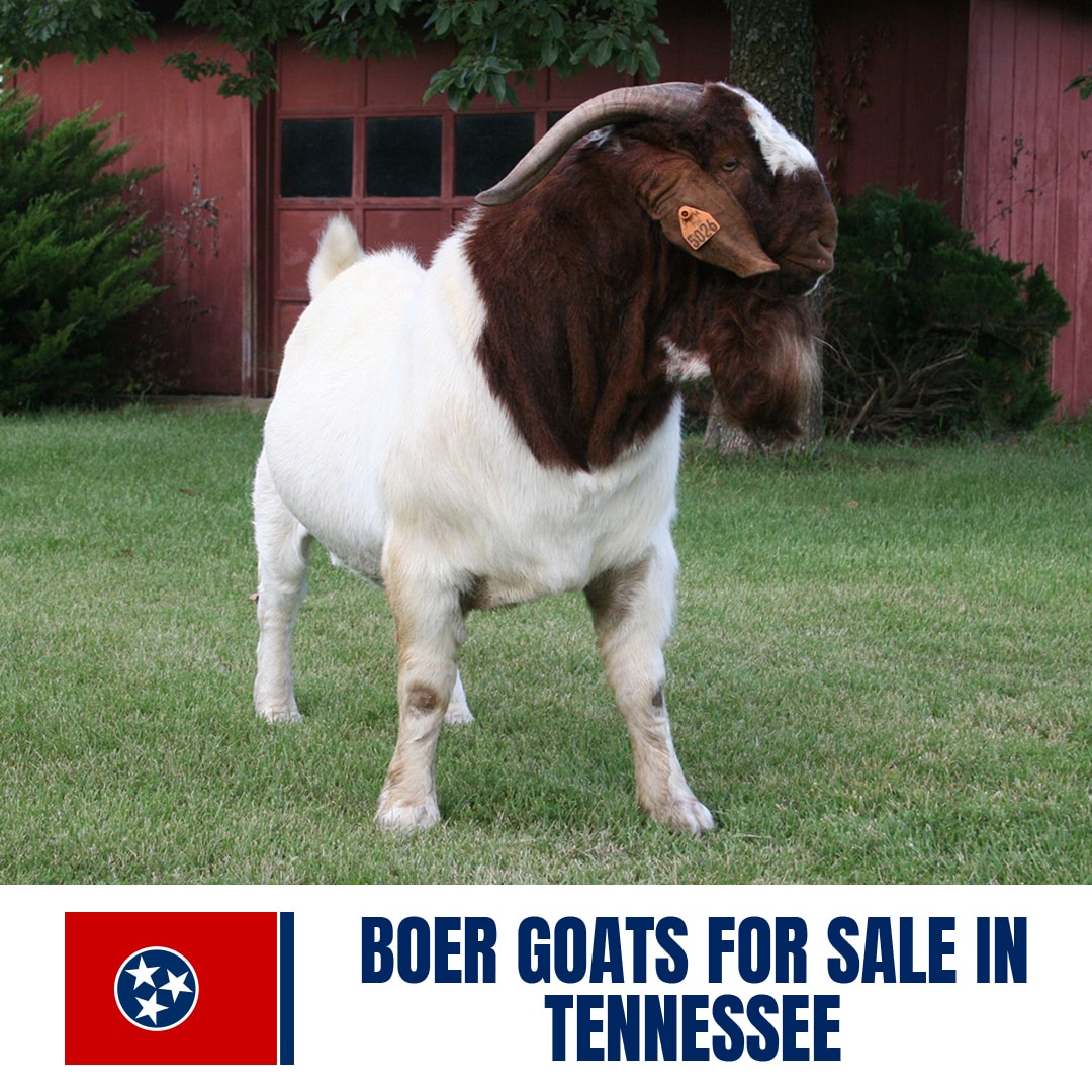 Boer Goats for Sale in Tennessee: Current Directory of Boer Goat Breeders in Tennessee