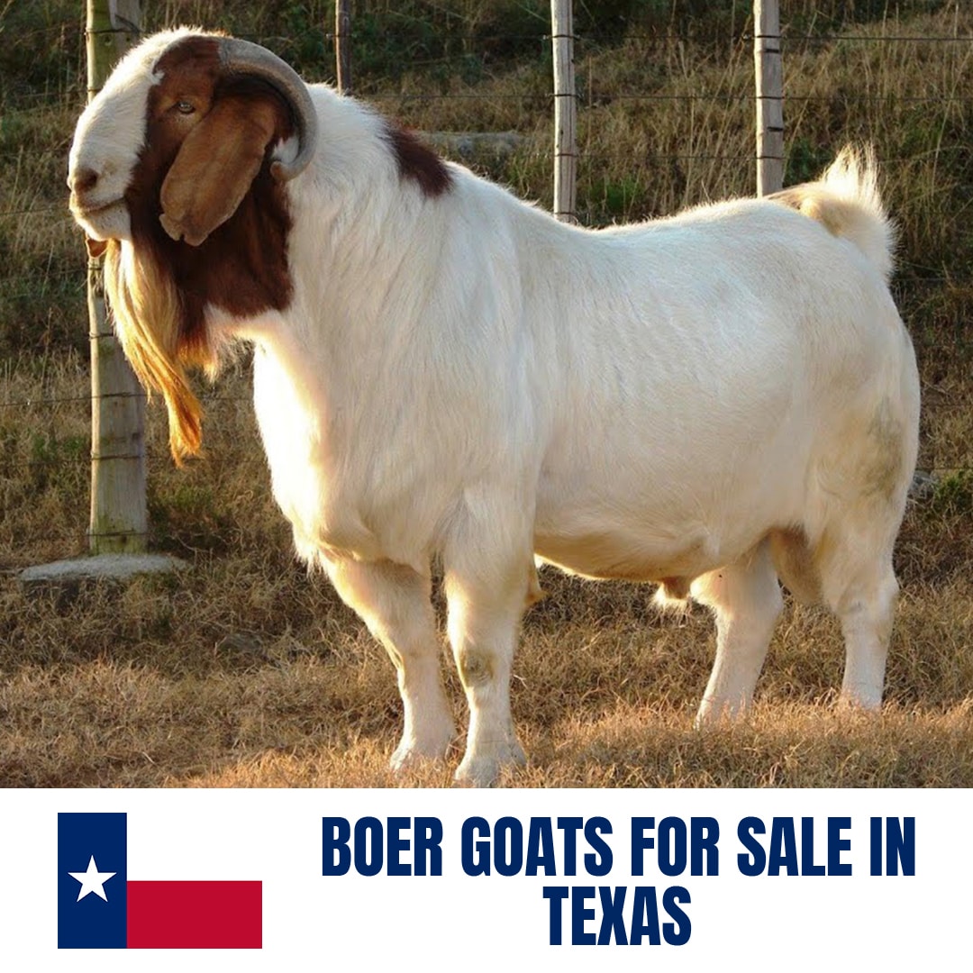 Boer Goats for Sale in Texas: Current Directory of Boer Goat Breeders in Texas