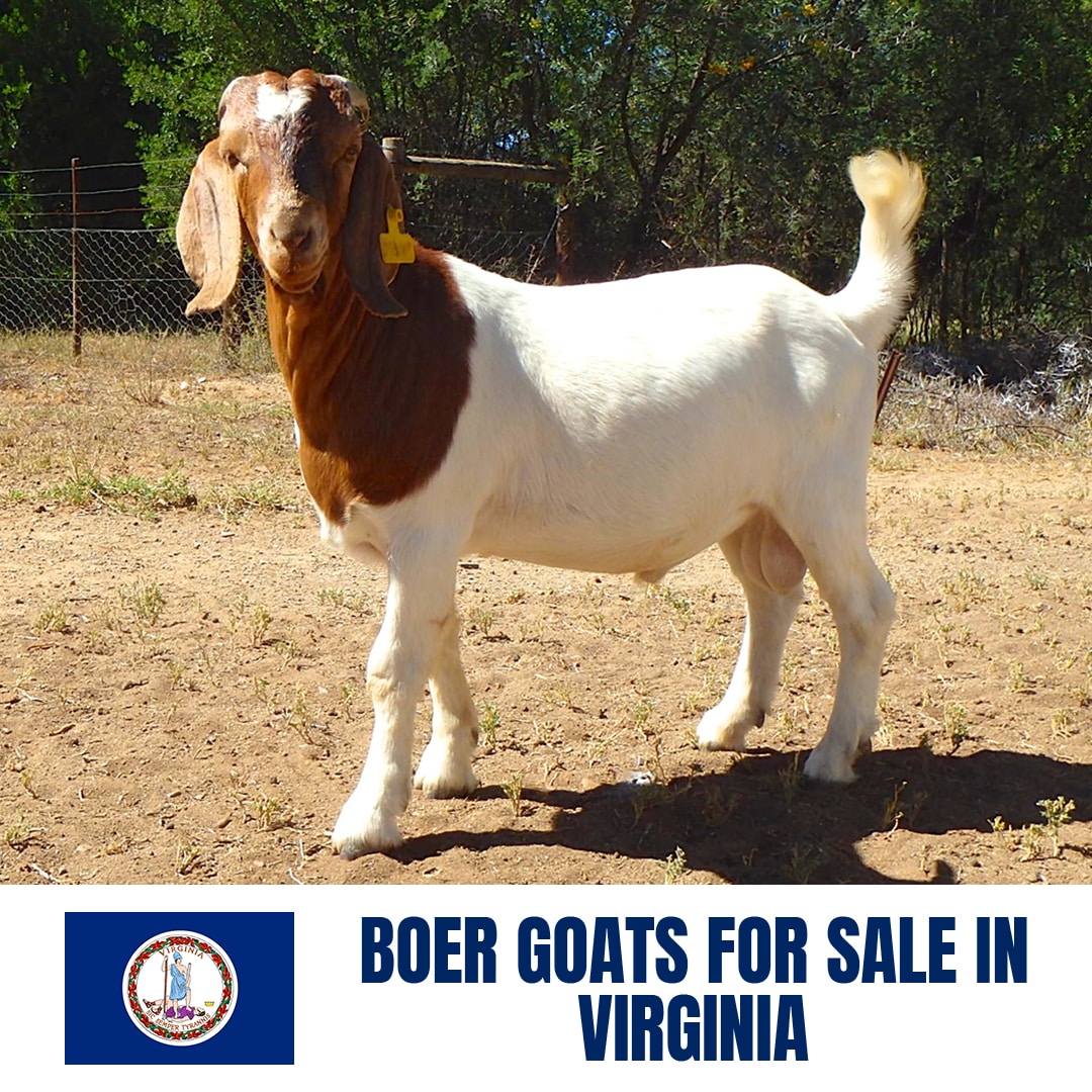 Boer Goats for Sale in Virginia: Current Directory of Boer Goat Breeders in Virginia