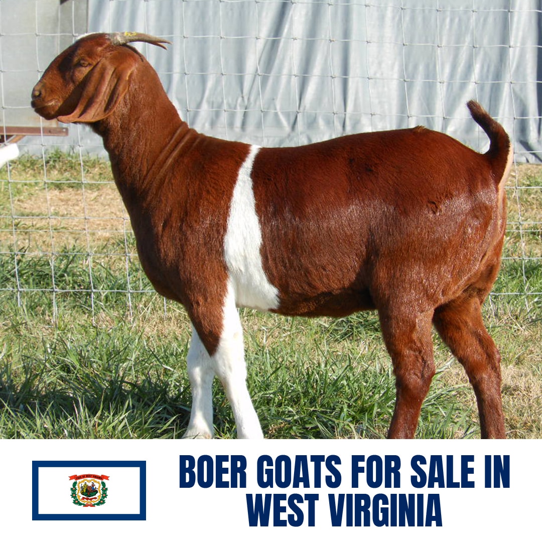 Boer Goats for Sale in West Virginia: Current Directory of Boer Goat Breeders in West Virginia
