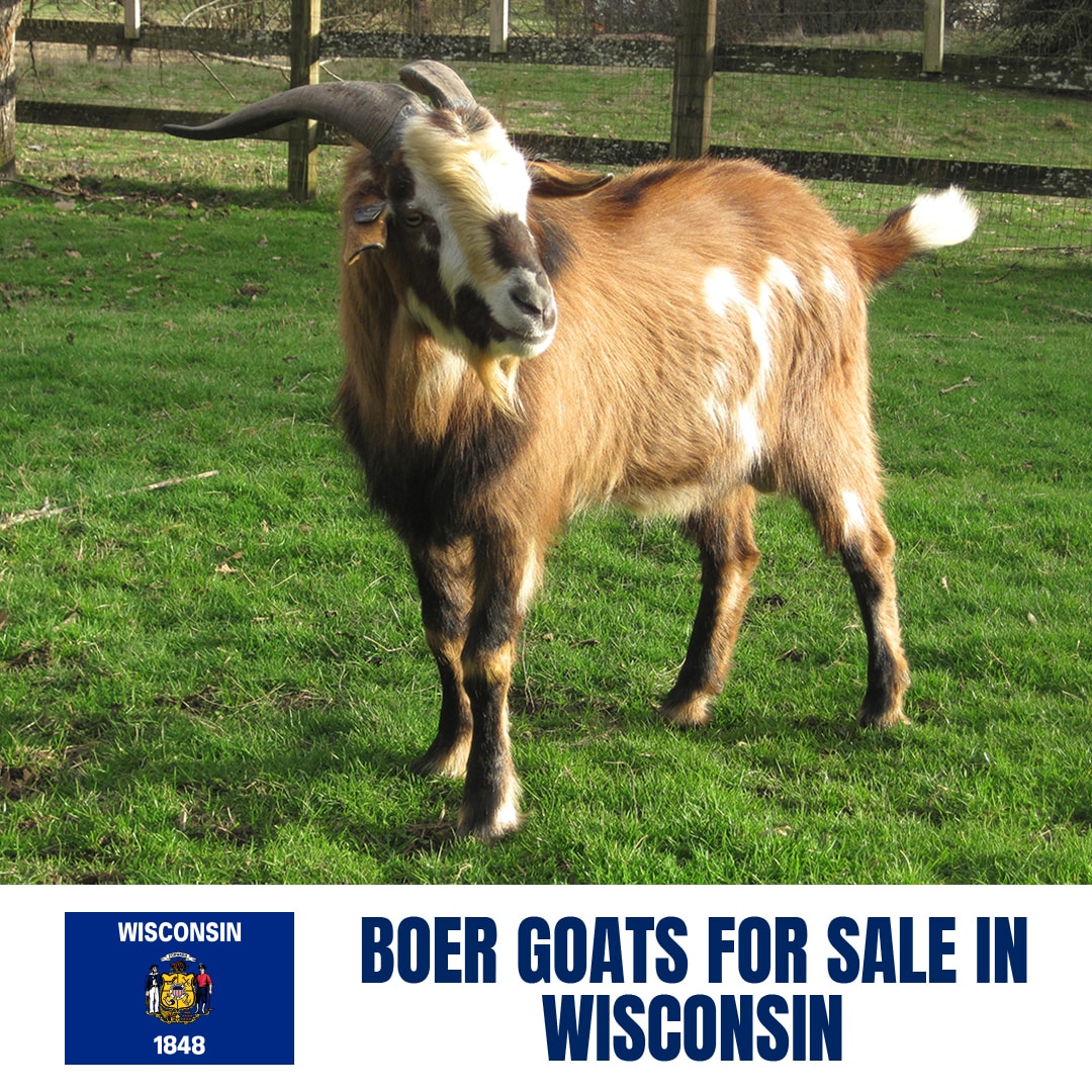 Boer Goats for Sale in Wisconsin: Current Directory of Boer Goat Breeders in Wisconsin