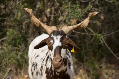 Algarvia Goat, Paderne, Algarve, Portugal