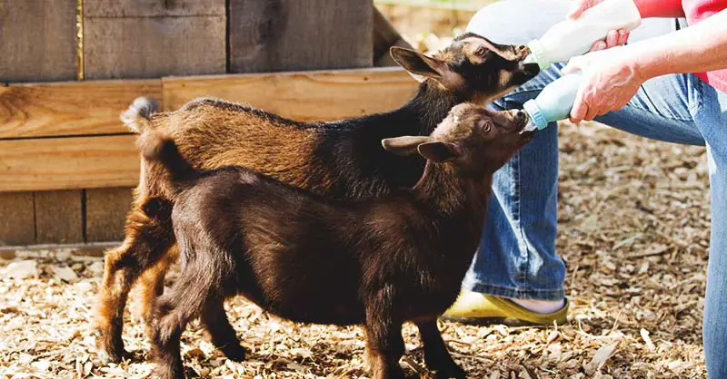 Feeding two kid goats from bottles