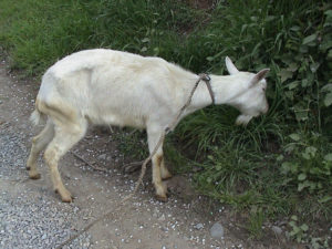 Scours in Goats