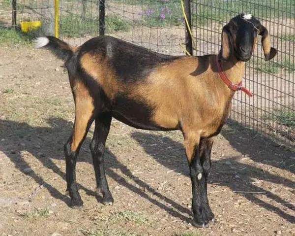 Breeds of Meat Goats