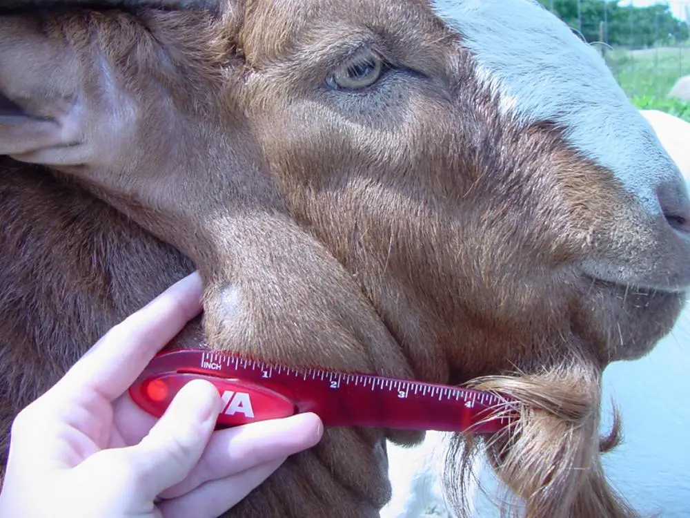CL in Goats: Complete Guide to Symptoms, Treatment & More for Caseous Lymphadenitis in Goats