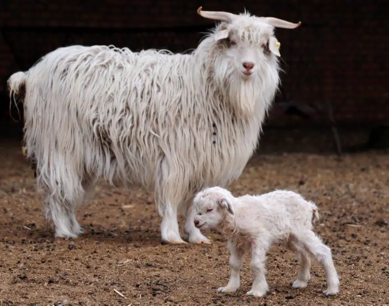 Cashmere adult and kid.  Note the long coat of hair.