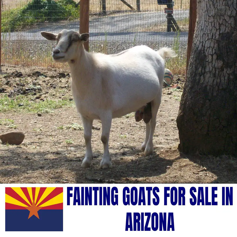 Fainting Goats for Sale in Arizona: Current Directory of Fainting Goat Breeders in Arizona